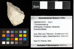 Foto (Objekt + Etiketten) von ? Goniodromites sp. 